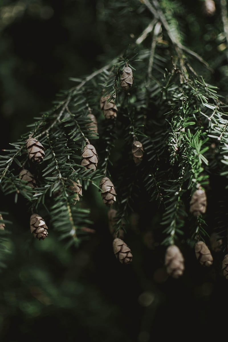 Clandestine Forest